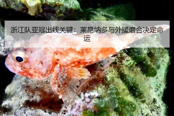 zhe-jiang-dui-ya-guan-chu-xian-guan-jian-lai-ang-na-duo-yu-wai-yuan-mo-he-jue-ding-ming-yun-2-584.jpg