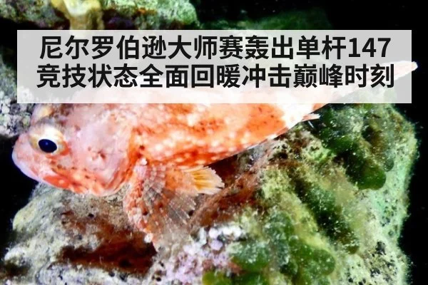 尼尔罗伯逊大师赛轰出单杆147竞技状态全面回暖冲击巅峰时刻